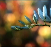 Monday, Monday.... by Mary Trebilco