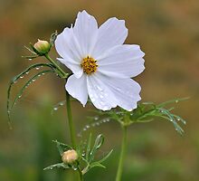 Much Needed Rain For Cosmos Flower by lynn carter