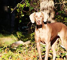 Weimaraner - Phoenix by Ginger Barritt