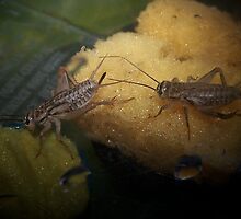 2 Crickets For Dinner by Jonice