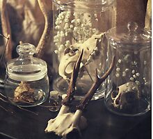 still life by MsDunwich