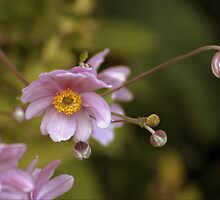 Pink Blooms II by Robin Webster