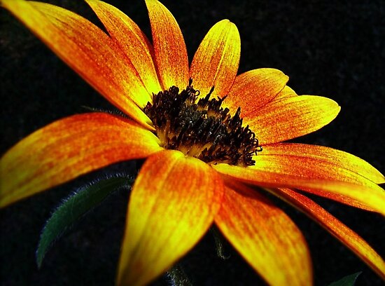 African Sunflower