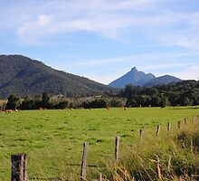 Mt Warning by Elaine Harriott