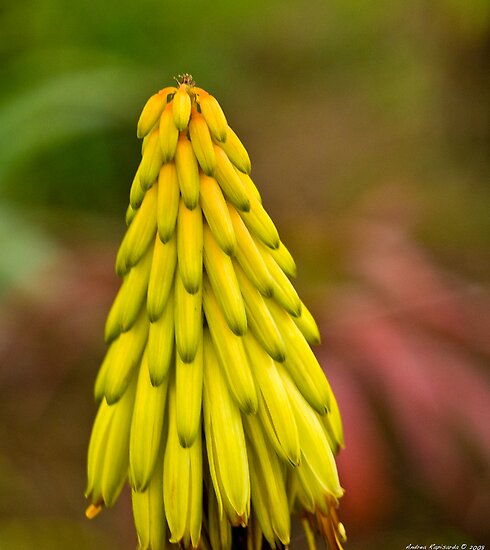 yellow flower bokeh by Andrea Rapisarda