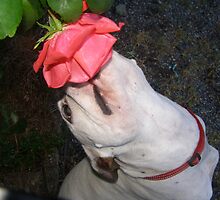 Stop and smell the Roses... by tayja