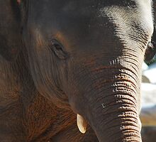 Elephant by Limitlessonline
