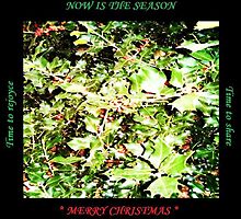 Around The Holly by monica98