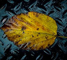 Untitled.00213 by Byron Gates Jr