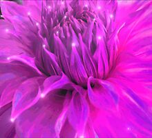 Purple Glow by Gail Bridger
