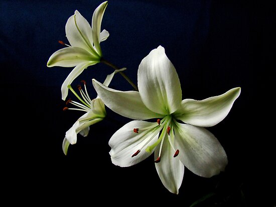 White Lilies by Sandy Keeton