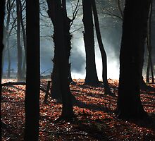 mystery in the woods by BettinaSchwarz