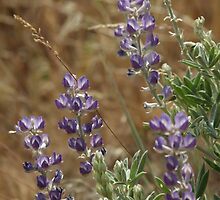 Field of Purple by NicholeHyde