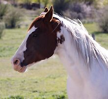 Horse Fun by NicholeHyde