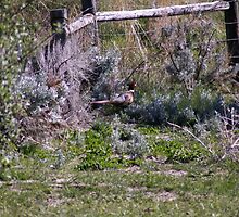 Pheasant Season by NicholeHyde