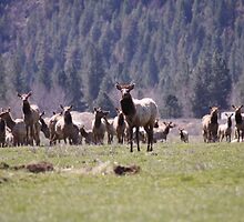Herd of Elk by NicholeHyde