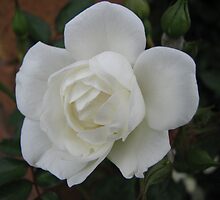 White rose on dark background by Karen Doidge