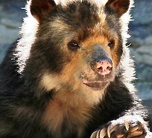 SPECKLED BEAR by mlynnd