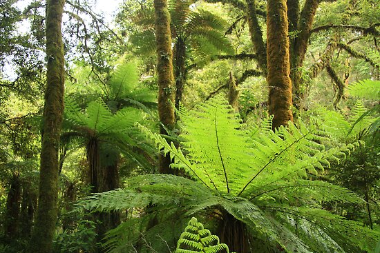 Native Nz Bush