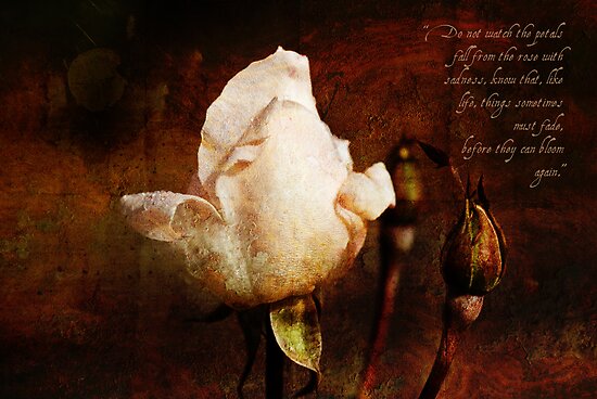 Fading Rose