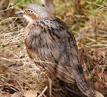 Bush Stone Curlew, Northern Territory, Australia by Adrian Paul