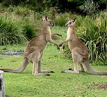 Roos about to challenge each other by garryr