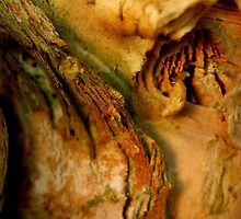 Paperbark Puzzle by Deanna Roberts Think in Pictures
