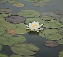 Lilly by Zach Schible