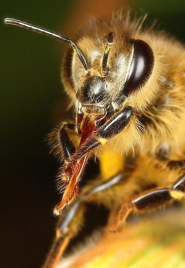 "Bee's Tongue" by Darren Post | Redbubble