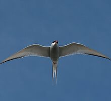 Arctic Tern II by Steve Bulford