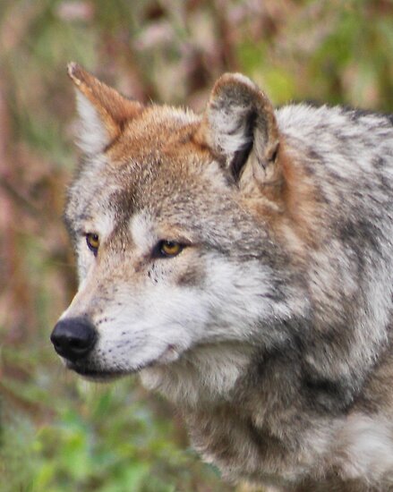 Mexican Grey Wolf