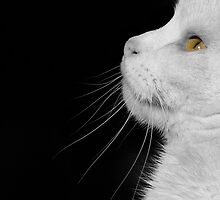 Casper In Profile by Sally Green