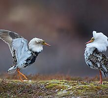 Displaying Ruff by wildlifephoto