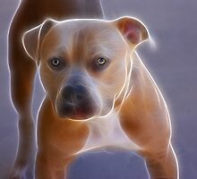 The Stance by Beverly Lussier
