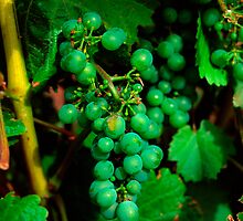 Fruit of the vine by Aneurysm