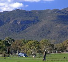 Woolshed In The Hills by mspfoto
