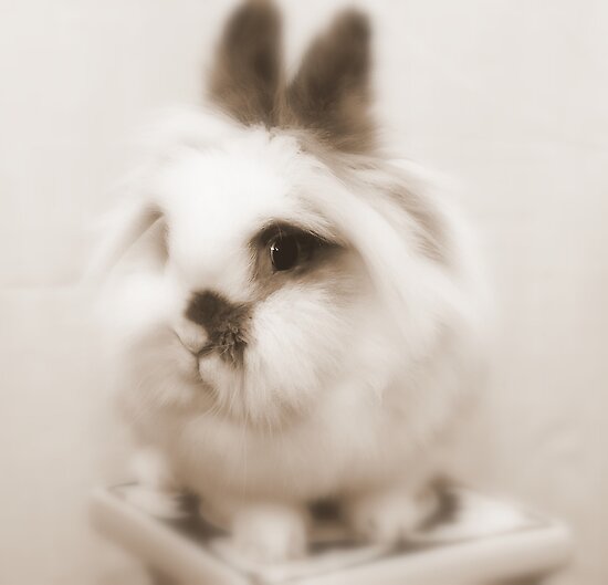 Bunny Model