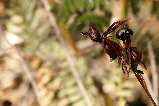 flying duck orchid