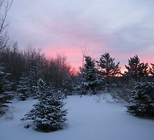 Storm Warning by L J Fraser