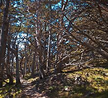 Cypress Grove Trail, Point Lobos, California by MarkEmmerson