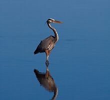 stillness of the morning by kathy s gillentine