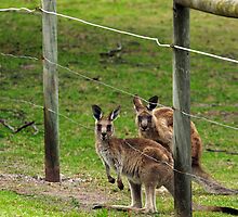 Kangaroos at Pambula Beach by Darren Stones