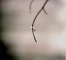 branch 1 by butchart