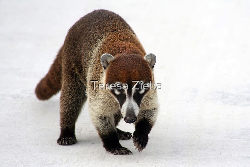 quot coatimundi quot by teresa zieba redbubble quot coatimundi quot by teresa zieba redbubble