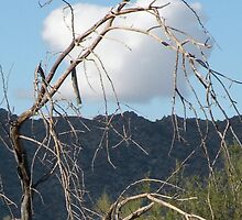 cloud and tree by Bonnie Pelton