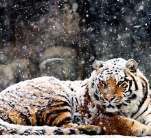 Waking Up Grumpy by Bobby McLeod