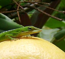 Wheres my food? by Hannah Fenton-Williams