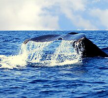 A Whales Tail... by LjMaxx
