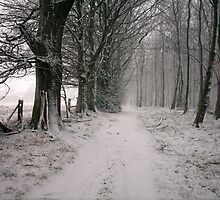 Thieves Wood by Jan Carlton