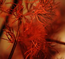 Red Colors by Antanas